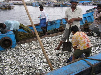 fish 